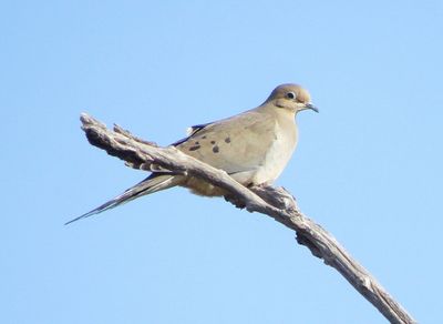 Mourning Dove