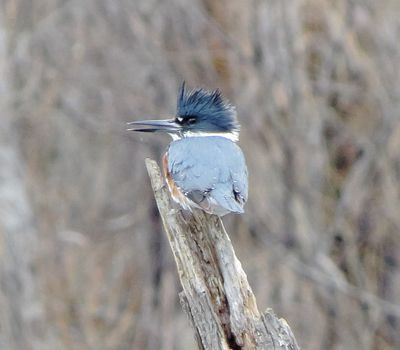 Belted Kingfisher