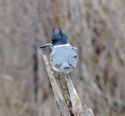 Belted Kingfisher