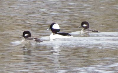 Bufflehead