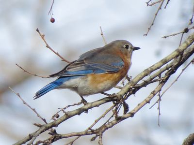 Eastern Bluebird