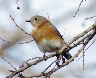 Eastern Bluebird