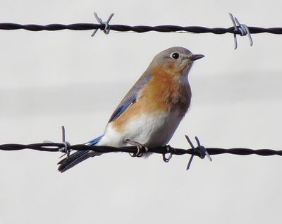 Eastern Bluebird