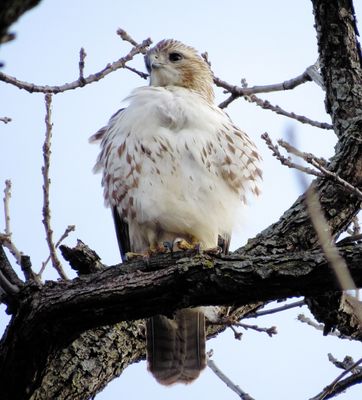 Red-Tailed Hawk