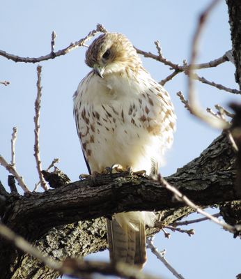 Red-Tailed Hawk