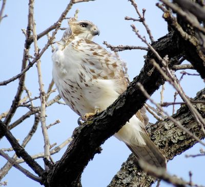 Red-Tailed Hawk