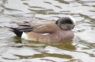 American Wigeon