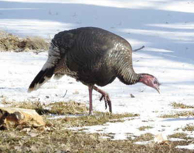 Wild Turkey