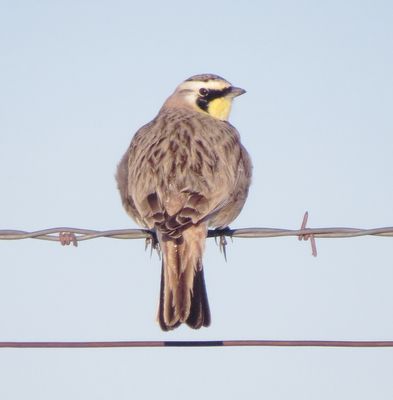 Horned Lark