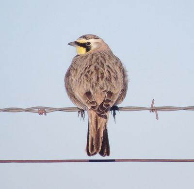Horned Lark