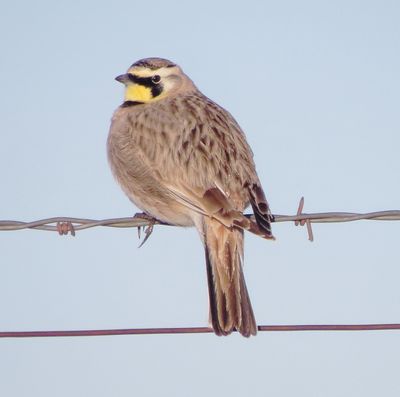 Horned Lark