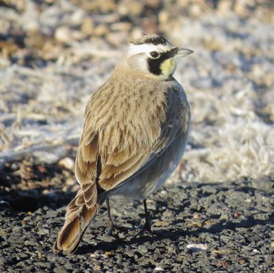Horned Lark