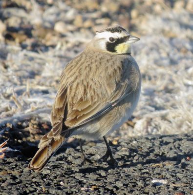 Horned Lark