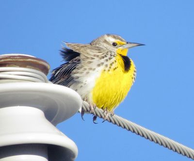 Western Meadowlark