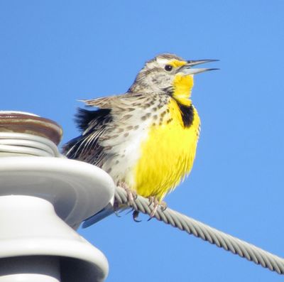 Western Meadowlark