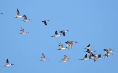 Northern Pintail