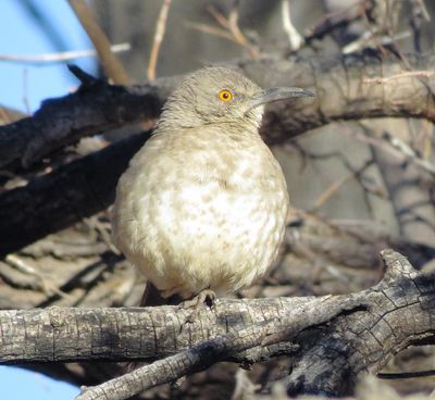 Curve-Billed Thrasher