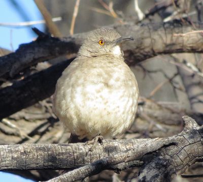 Curve-Billed Thrasher