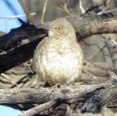 Curve-Billed Thrasher