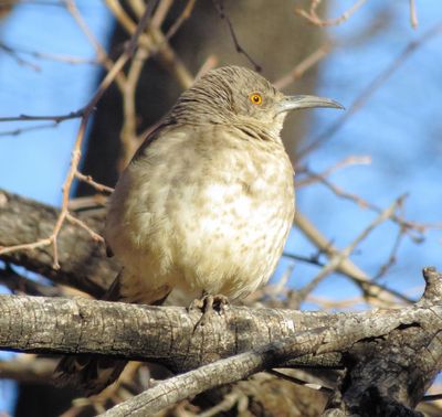 Curve-Billed Thrasher