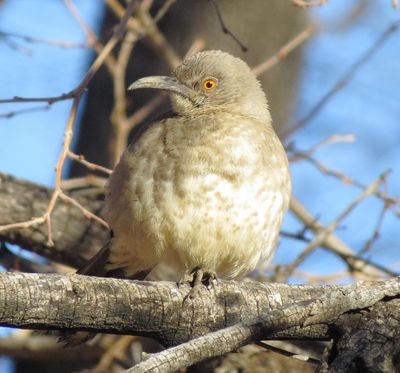 Curve-Billed Thrasher
