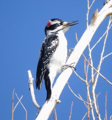 Hairy Woodpecker