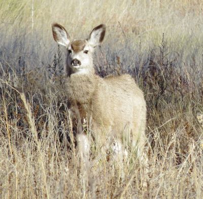 Mule Deer