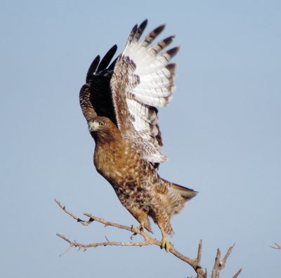 Red-Tailed Hawk
