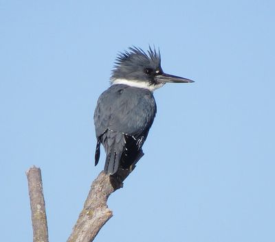 Belted Kingfisher