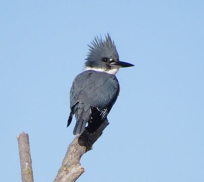 Belted Kingfisher