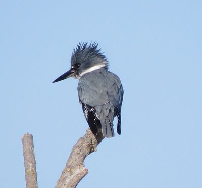 Belted Kingfisher