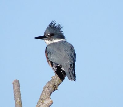 Belted Kingfisher