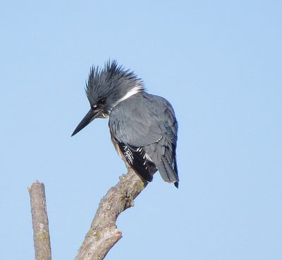 Belted Kingfisher