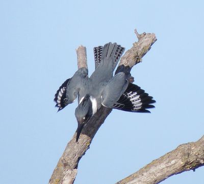 Belted Kingfisher