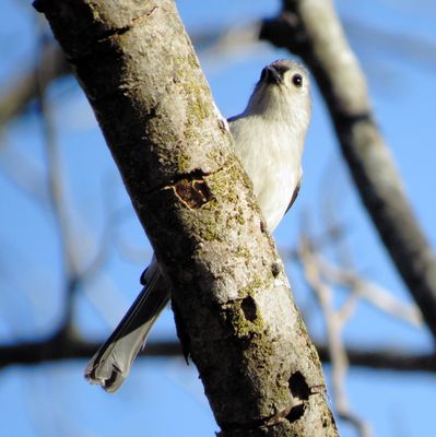 Tufted Titmouse