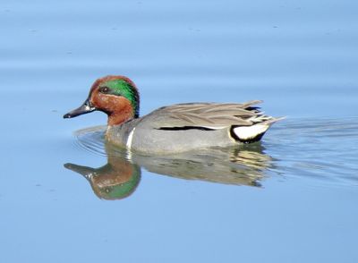 Green-Winged Teal