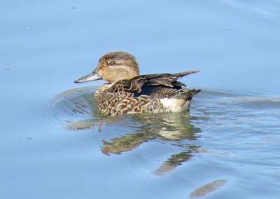 Green-Winged Teal