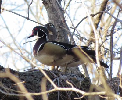 Wood Duck