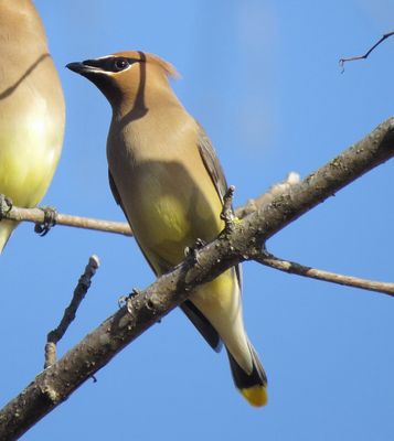 Cedar Waxwing