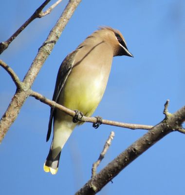 Cedar Waxwing