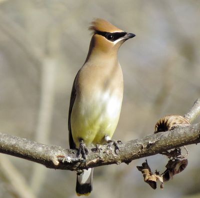 Cedar Waxwing