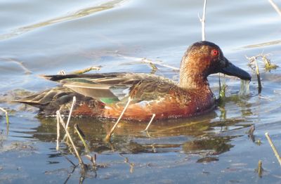 Cinnamon Teal