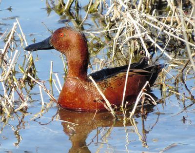 Cinnamon Teal