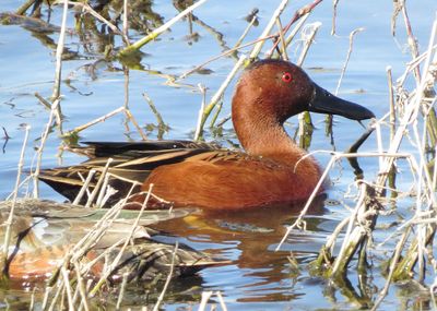 Cinnamon Teal