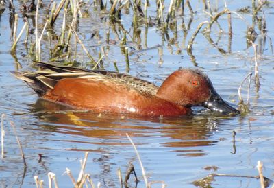 Cinnamon Teal
