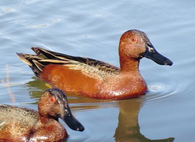 Cinnamon Teal