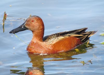 Cinnamon Teal