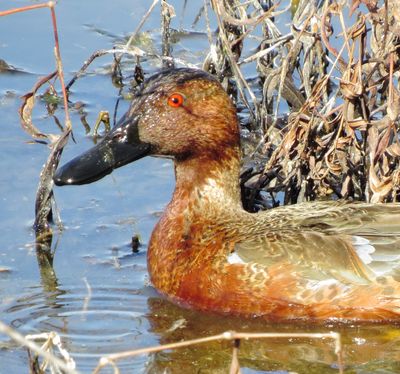 Cinnamon Teal