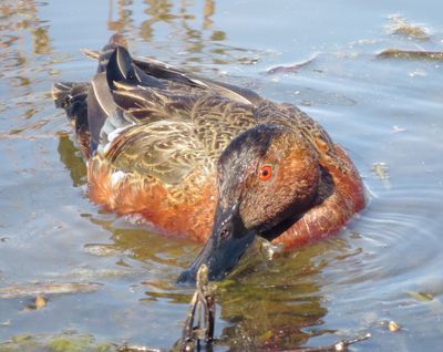 Cinnamon Teal