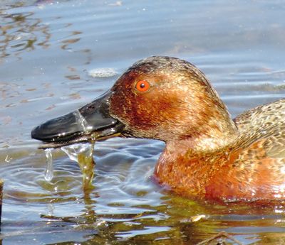 Cinnamon Teal